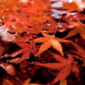 Mùa thu tìm đọc đồng dao Nhật Bản 